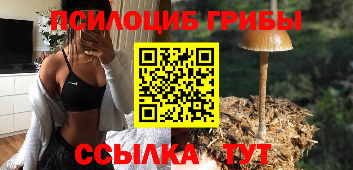 купить   Вход с VPN  Саров  Галлюциногенные грибы Psilocybine cubensis 